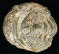 Bargain Enrolled Barrandeops (Phacops) Trilobite #11289-2